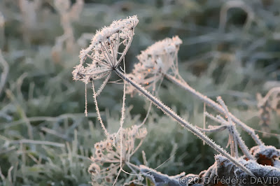 froid textures froid givre macro Seine-et-Marne