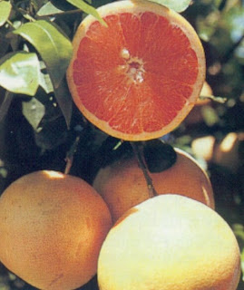 Fruit Alphabetical List - Grapefruits