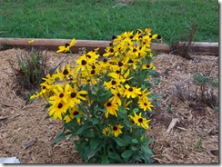 July 26 09 011
