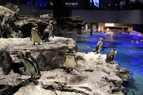 墨田水族館-23