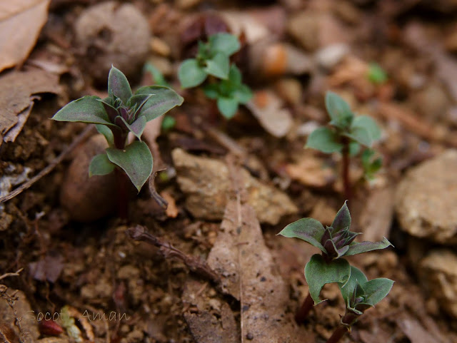 Gentiana zollingeri