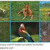 thumbnails