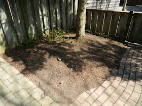 Toronto Riverdale Backyard Spring Cleanup After by Paul Jung Gardening Services--a Toronto Organic Gardener