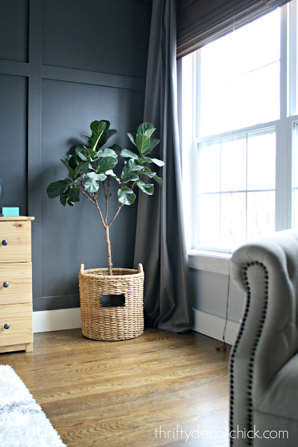 how to keep fiddle leaf plant alive