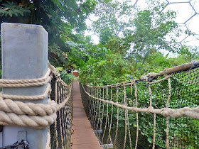 The rope bridge amongst the tree tops at the Eden Project, Cornwall