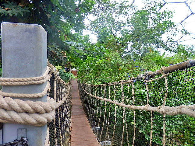 The rope bridge amongst the tree tops at the Eden Project, Cornwall