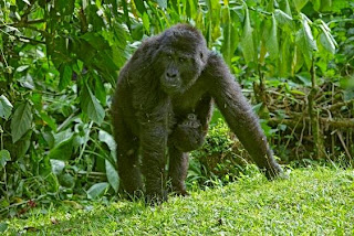 Gorilla trekking and wildlife safari