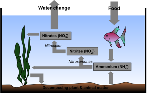 Saltwater nitrogen cycle