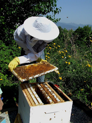 EYA apprentice beekeepers inspect the hive with instructor Brian Campbell