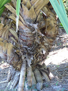 Pandanus oblatus