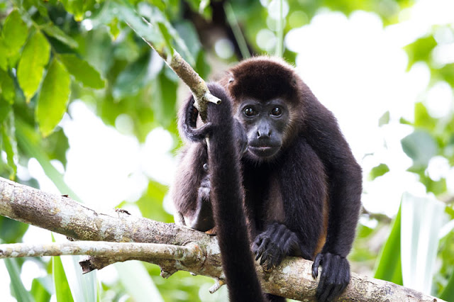 A mantled howler monkey up a tree
