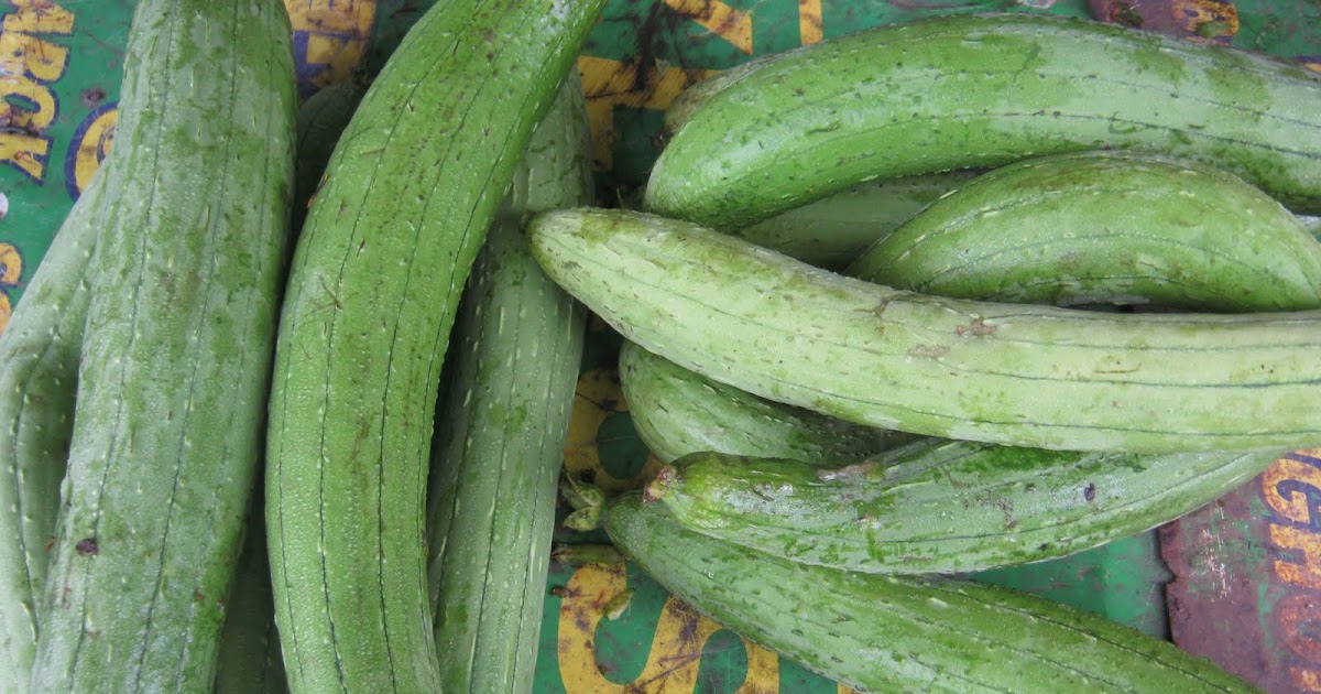 Green Pilipinas Amazing Health Benfits And Uses Of Patola Luffa Or Gourd