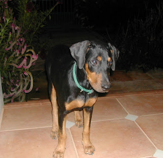 Chloe, Rottweiler/Doberman, La Ceiba, Honduras