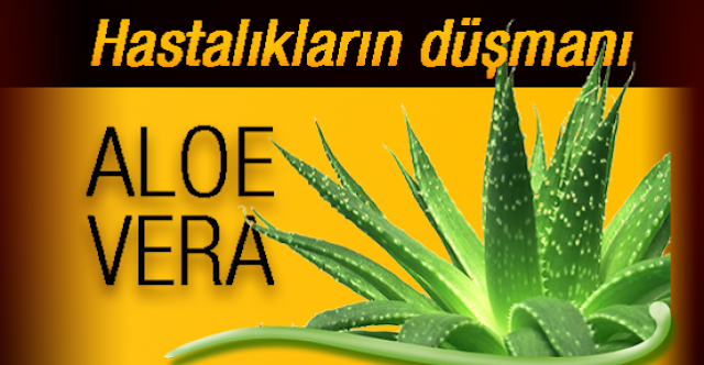 Aloe Vera Nedir? Aloe Veranın ( Sarısabır) Faydaları?