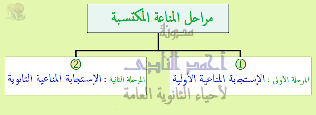 خلايا الذاكرة البائية والتائية - مراحل الإستجابة المناعية - الإستجابة المناعية الأولية - الإستجابة المناعية الثانوية