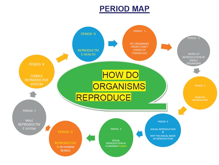 CBSE 10th Biology HOW DO ORGANISMS REPRODUCE Lesson Plans, Period Plans