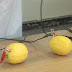 Πως να δημιουργήσεις ηλεκτρικό ρεύμα με ... φρούτα!!!VIDEO