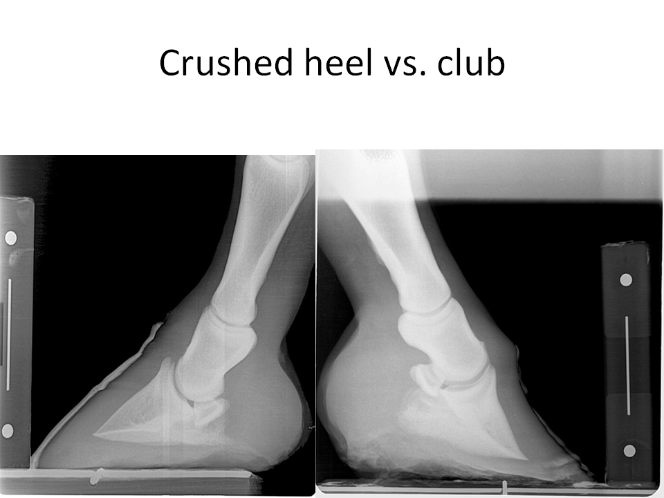 Innovative Equine Podiatry: Introduction to the mechanics ...