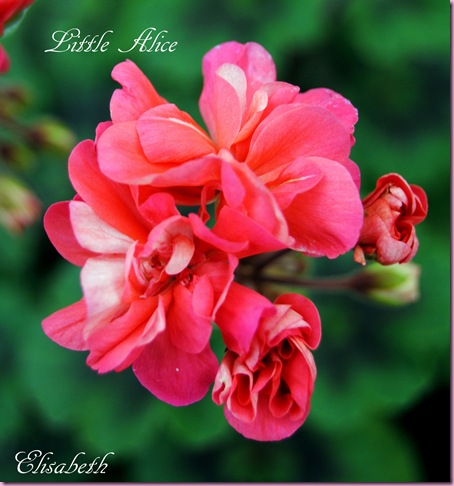 pelargonium i mai 2011 045