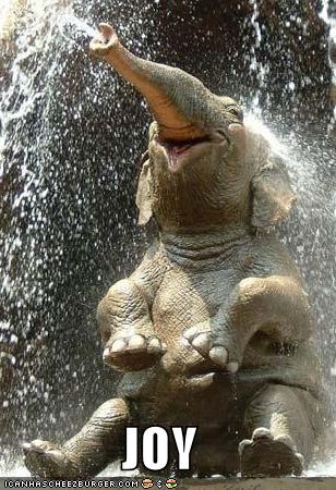 funny-pictures-joy-water-elephant.jpg