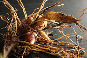 Perennial Yacon - plant once harvest forever