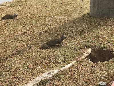 Burrow Blocker Ground Squirrel Control