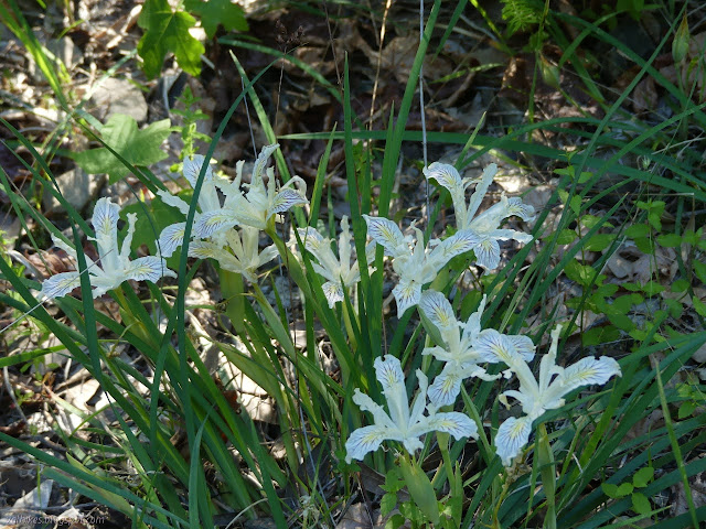 bright, showy flowers