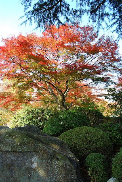 Autumn Red Rock Landscaping