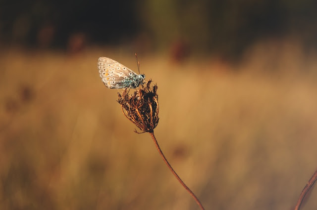 Ewigkeit, Gegenwart, Natur, Seele, Vergänglichkeit, pflanzen, schmetterling, zerbrechlichkeit, verlorene lebendigkeit, augenblicke, poetisch, poesie blog, gedanken, texte, schreiben, blog, das leben, bild, photo, silberstunden blog, 