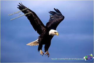 The Eagle's Story, Eagle Protection, Eagles