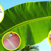 Here are the Incredible Health Benefits of Banana Leaves That Will Surprise You