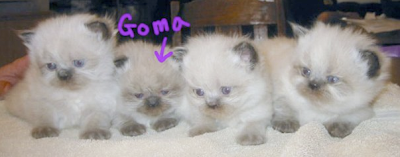 Goma's siblings