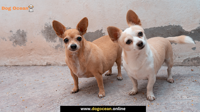 Teacup Chihuahua: The Tiny Dog with a Huge Personality