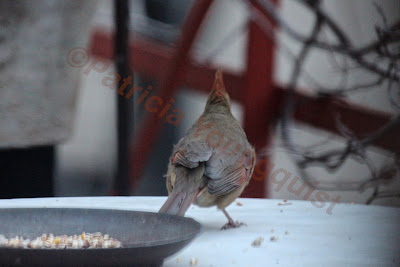 Words In Our Beak’s goal is to open readers to a simple understanding of the winged world and their environment. Set in a rooftop urban garden in New York City, my story is told in the voice of Cam, a female cardinal, who visits it. Words In Our Beak is directed to children and adults who are curious about birds, and want to learn about them from a unique perspective. The book includes hundreds of images of flora and fauna, links to movies, as well as to informative narratives that have been created by the author.  Now in Apple’s iBooks store @ https://itunes.apple.com/us/book/words-in-our-beak/id1010889086?mt=11