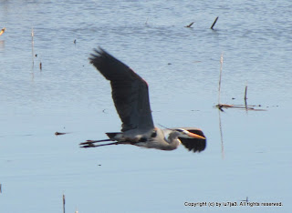 Great Blue Herons