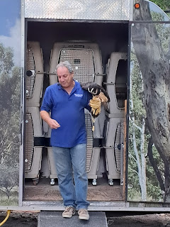 Birdman exiting trailer of animal crates, holding a bird