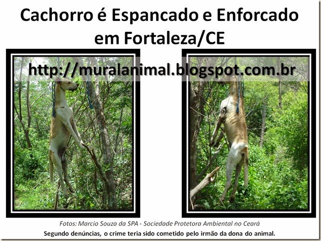 Cachorro é Espancado e Enforcado