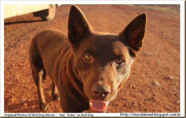 reddog-(6)
