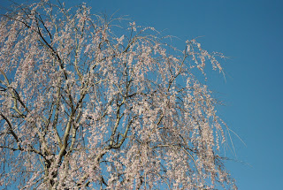 正宗寺近くの桜