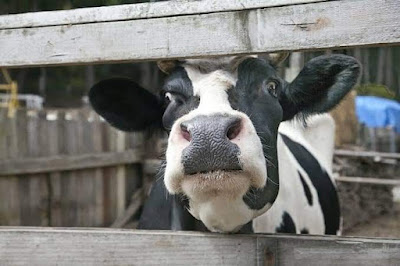 Mad Cow disease (BSE): All you need to know