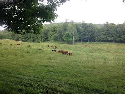 Vermont 100, ultramarathonn, run, ultrarun, Vermont, race, cows