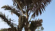 Manfaat dan Khasiat Tanaman Aren (Arenga Pinnata Merr)