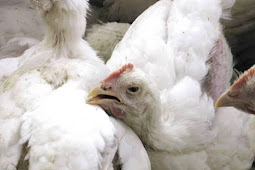 Cara Mengobati Cekrek Ngorok atau CRD pada ayam