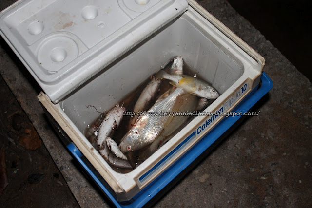 ikan hasil tangkapan