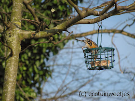 Vetbollen maken voor vogels, met of zonder frituurvet, vogels voeren