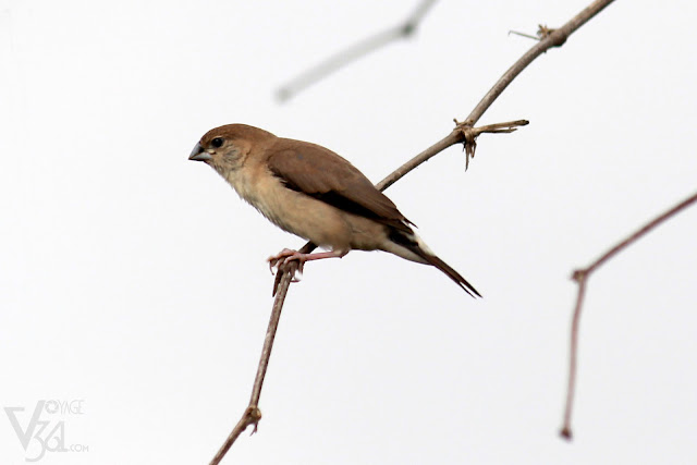 Indian Silverbill or White-throated Munia