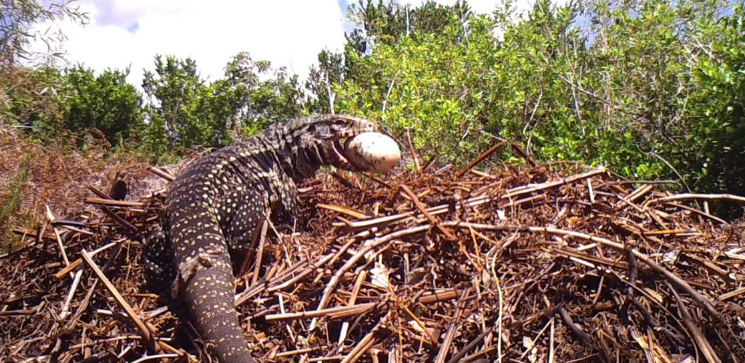 can reptile eat eggs - photo