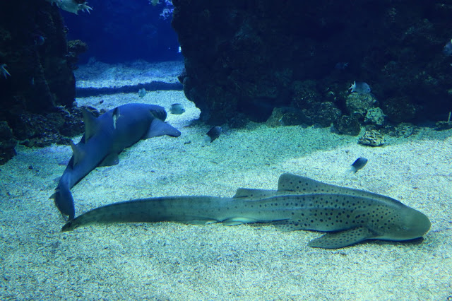 Musee Oceanographique de Monaco