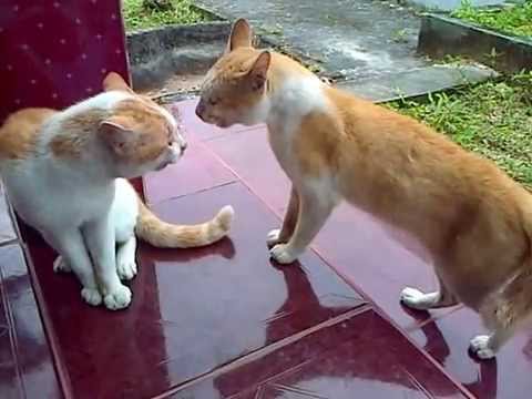 Kucing Berkelahi