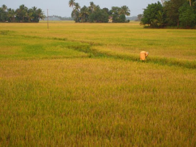  Paddy Rice Field Photo